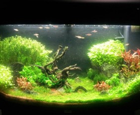 Hydrocotyle vulgaris - Soldinella acquatica in acquario