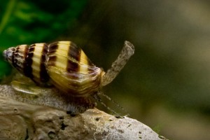 Sfondo 3D per acquario fai da te