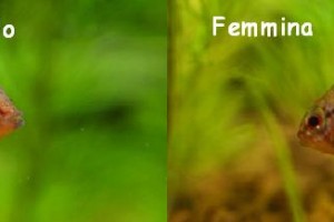Apistogramma viejita maschio e femmina a confronto
