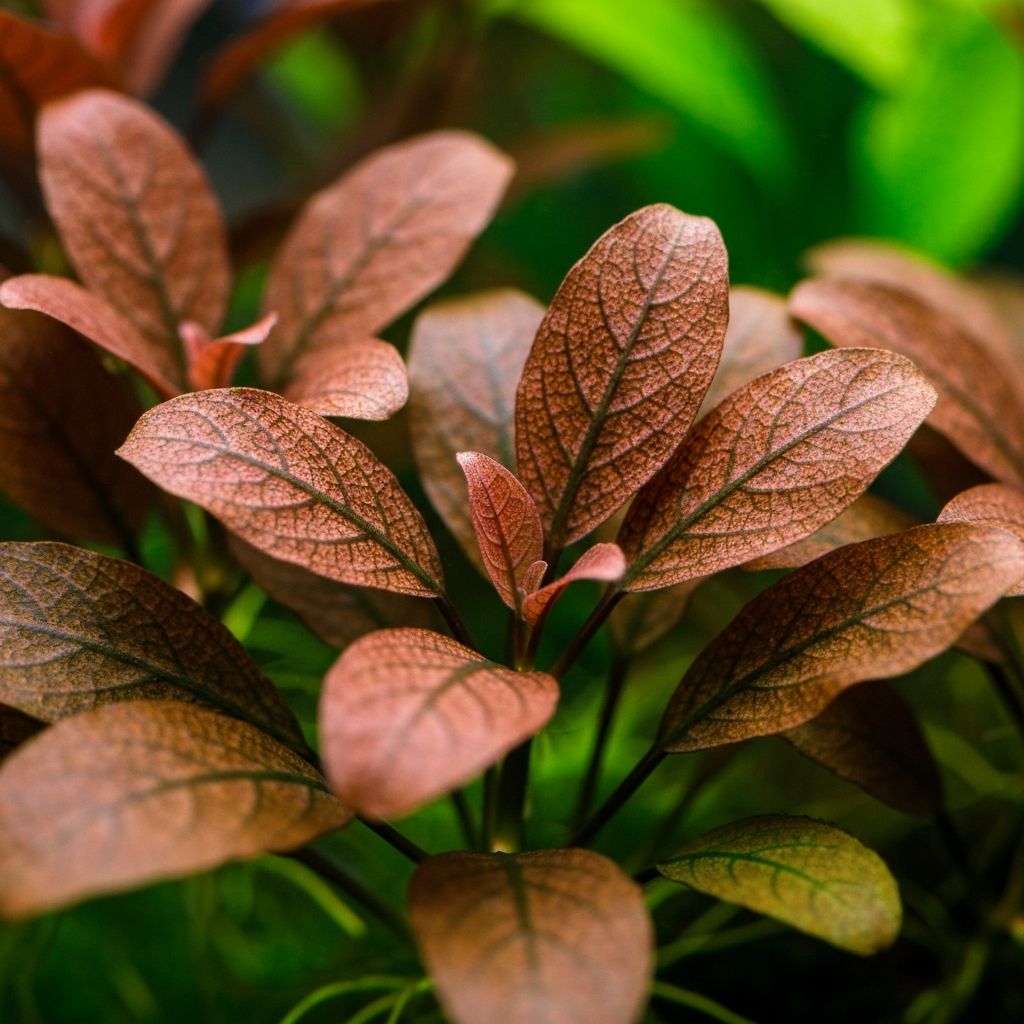 Cryptocoryne wendtii brown in acquario