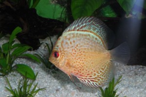 Discus Symphysodon SnakeSkin in acquario