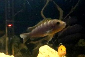 Labidochromis hongi Red Top - femmina in acquario