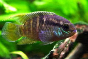 Laetacara curviceps - ciclide nano sudamericano