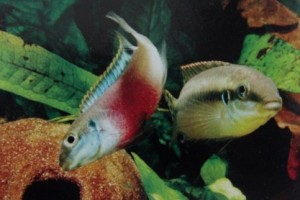 Pelvicachromis humilis - ciclide nano africano