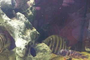 Tilapia buttikoferi - ciclide africano a bande